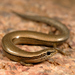 Rüppel's Snake-eyed Skink - Photo (c) Roberto Sindaco, some rights reserved (CC BY-NC-SA), uploaded by Roberto Sindaco