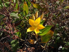 Mentzelia arborescens