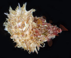 Trichotropis cancellata