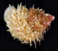 Trichotropis cancellata