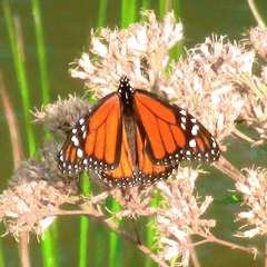 Danaus plexippus