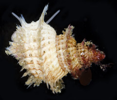 Ariadnaria insignis