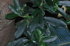 Protorhus longifolia