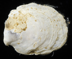 Crepidula perforans