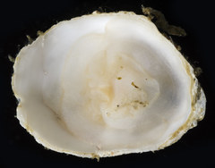 Crepidula perforans