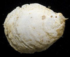 Crepidula perforans