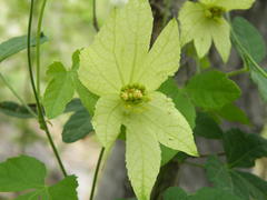Dalechampia capensis