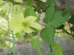 Dalechampia capensis