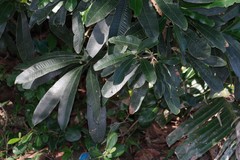 Protorhus longifolia