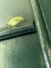 Amblycorypha rotundifolia