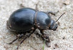 Ocnodes