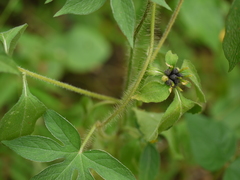 Sclerocarpus africanus