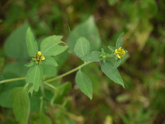 Sclerocarpus africanus