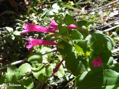 Clinopodium multiflorum