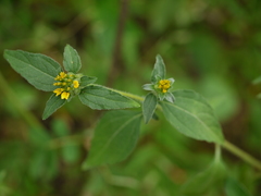 Sclerocarpus africanus