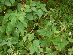 Sclerocarpus africanus