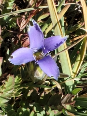 Gentianopsis barbellata