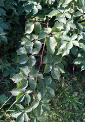 Rubus
