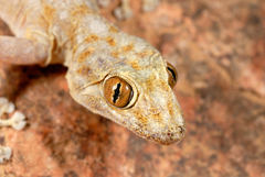 Ptyodactylus hasselquistii