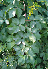 Rubus