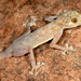 Yellow Fan-fingered Gecko - Photo (c) Roberto Sindaco, some rights reserved (CC BY-NC-SA), uploaded by Roberto Sindaco