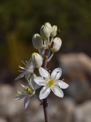 Drimia maritima