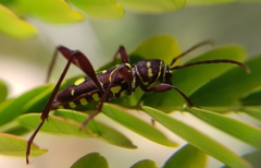 Cotyclytus curvatus