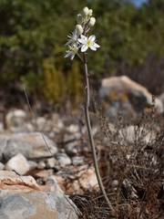 Drimia maritima