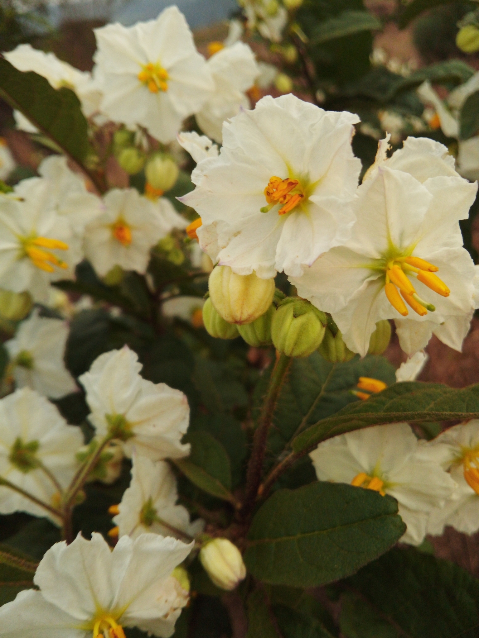 Solanum guaraniticum