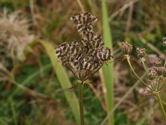 Silphiodaucus prutenicus
