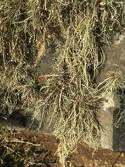 Ramalina siliquosa