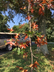 Xylella fastidiosa