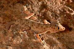 Ptyodactylus guttatus
