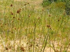 Cyperus polystachyos