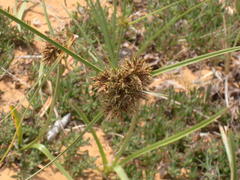 Cyperus polystachyos