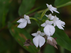 Habenaria plantaginea