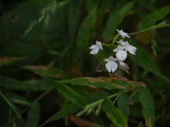 Habenaria plantaginea