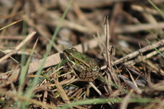 Pelophylax lessonae