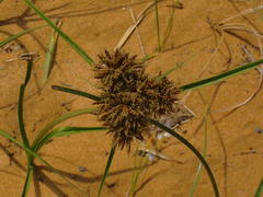 Cyperus polystachyos
