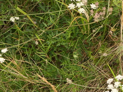 Silphiodaucus prutenicus