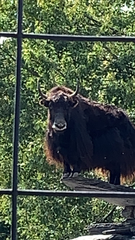 Bos mutus