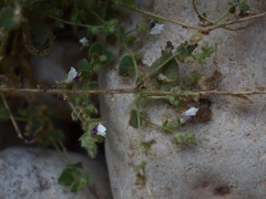 Kickxia lanigera