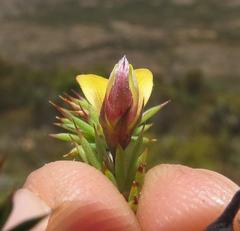 Aspalathus rigidifolia