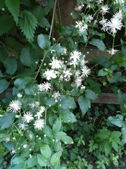 Clematis vitalba