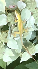 Anolis carolinensis