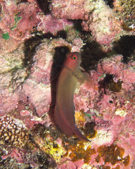 Cirripectes vanderbilti