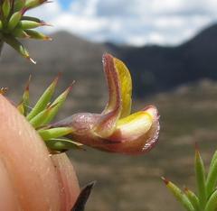 Aspalathus rigidifolia