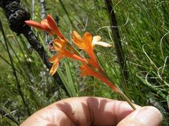 Watsonia minima