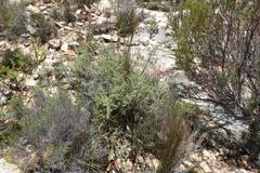 Aspalathus rigidifolia