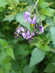 Solanum dulcamara